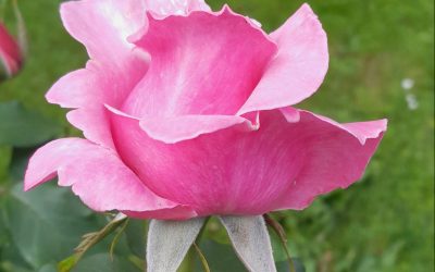 History of roses