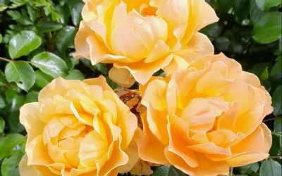 How to care for cut roses