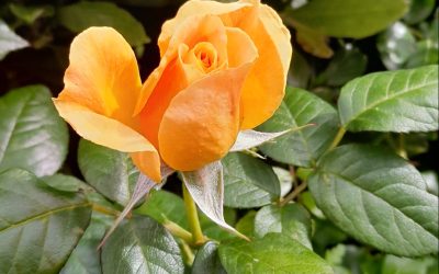 Rose colour meanings